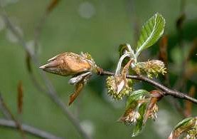 beech_flowering_01