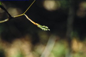 beech_leaf_02