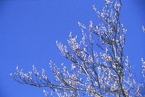 beech_leaf_03