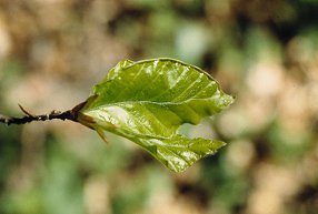 beech_leaf_04