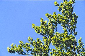 beech_leaf_05