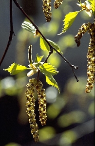 birch_flowering_01