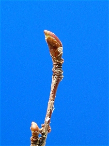 birch_leaf_01