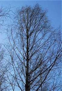 birch_leaf_02