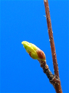birch_leaf_03