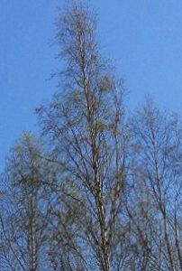 birch_leaf_04