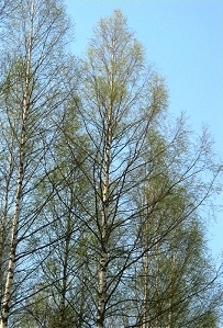 birch_leaf_06