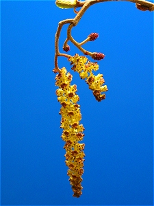 black_alder_flowering_01