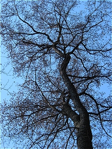 black_alder_flowering_02