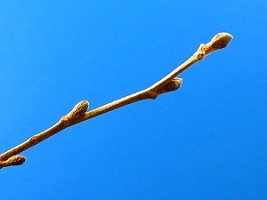 black_alder_leaf_01