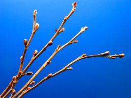 black_alder_leaf_02