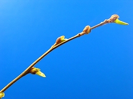 black_alder_leaf_03