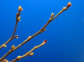 black_alder_leaf_04