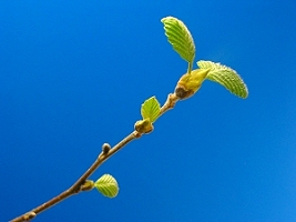 black_alder_leaf_05