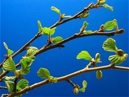 black_alder_leaf_06