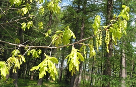 british_oak_flowering_01