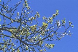 british_oak_flowering_02