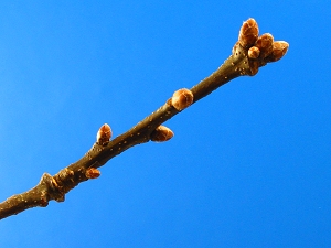 british_oak_leaf_01