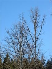 british_oak_leaf_02