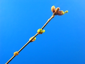 british_oak_leaf_03