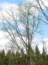british_oak_leaf_04