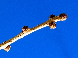 larch_needles_01