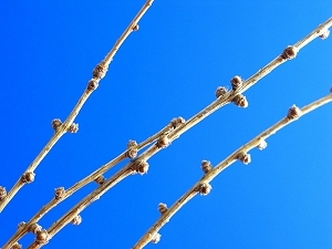 larch_needles_02