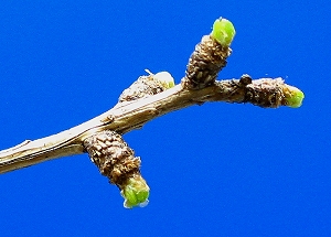 larch_needles_03