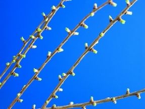 larch_needles_04