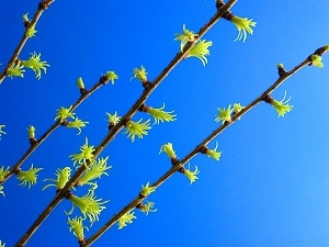 larch_needles_06
