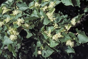 lime_flowering_01