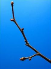 lime_leaf_02