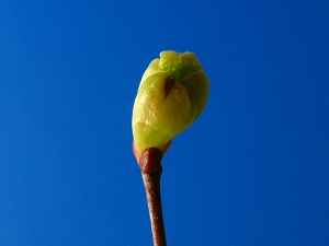 lime_leaf_03