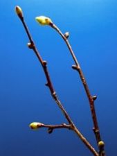 lime_leaf_04