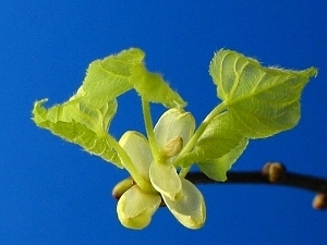lime_leaf_05