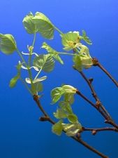 lime_leaf_06