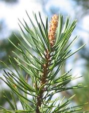 pine_needles_01