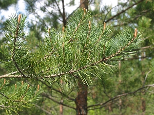 pine_needles_02