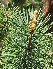 pine_needles_03