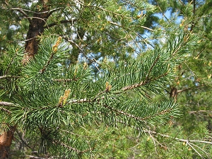pine_needles_04