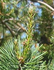 pine_needles_05