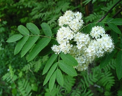 rowan_flowering_01