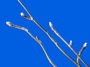 rowan_leaf_02
