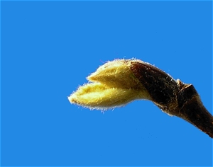 rowan_leaf_03