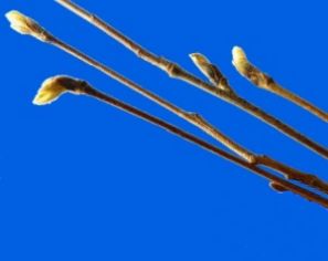 rowan_leaf_04