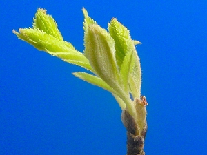 rowan_leaf_05