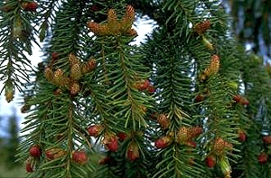 spruce_flowering_01