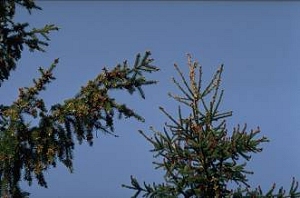 spruce_flowering_02