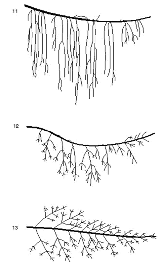 Crown form in Picea spp.: