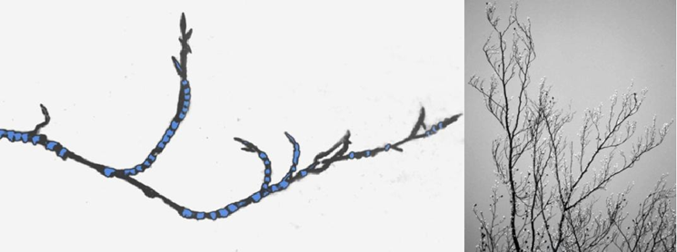 Stagnation form